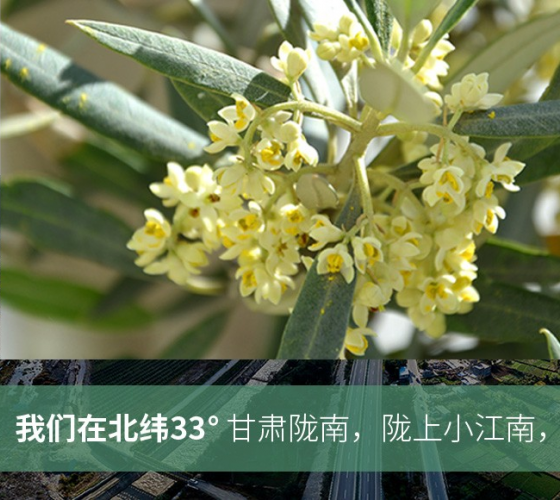 武都的氣候、土壤等與地中海沿岸極其相似，同處于世界頂級(jí)油橄欖黃金生產(chǎn)帶（32°58--33°36）年平均氣溫為14.7°，年日照時(shí)數(shù)1911..